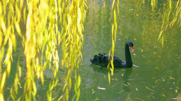 湖中黑天鹅生物多样性垂柳阳光