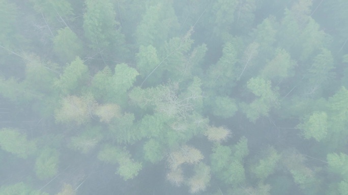 高山迷雾竹林俯瞰