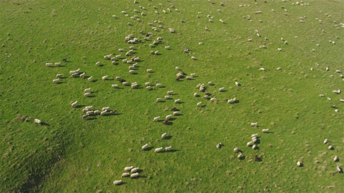 草地上的羊群。从上方看山地景观