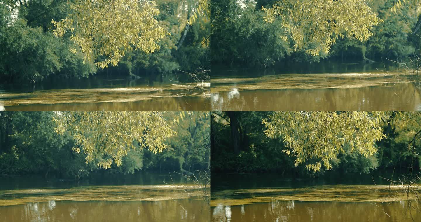 柳枝垂在水面上。大自然湖边水边