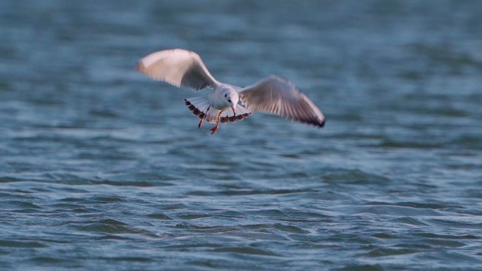 鸟-年轻的黑头鸥（Larus ridibedus）背上逆风，飞过湖面，在阳光明媚的夏季夜晚训练钓鱼。