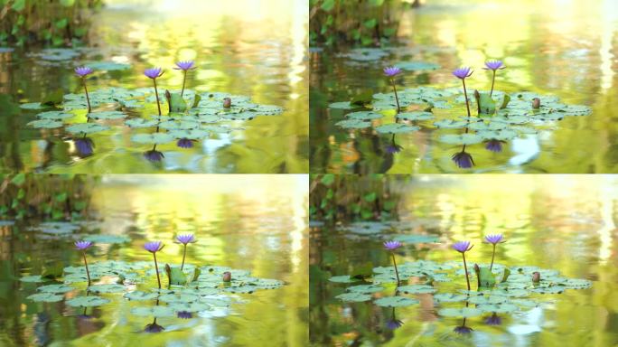 池塘上有荷叶的粉色睡莲。花园池塘里的睡莲。美丽的紫莲花，湖中的水草。