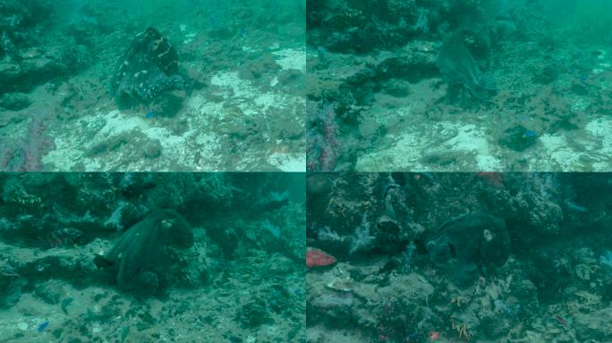 泰国海底珊瑚章鱼海下水底鱼群游动浮游生物