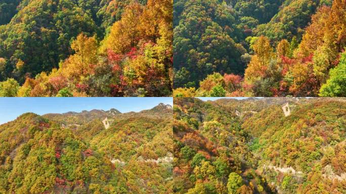 大山秋天森林秋景航拍空镜9