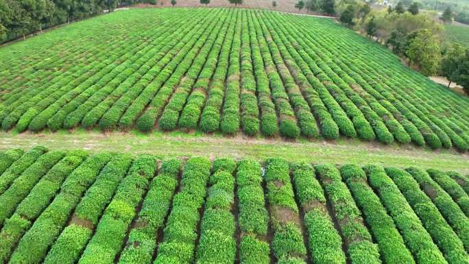 无锡宜兴龙池山茶林茶叶茶园绿茶航拍素材