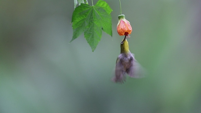 花鸟图