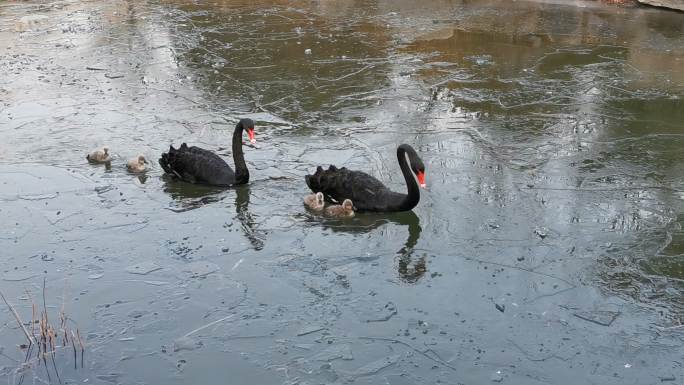 黑天鹅和它们的天鹅宝宝在湖里游泳