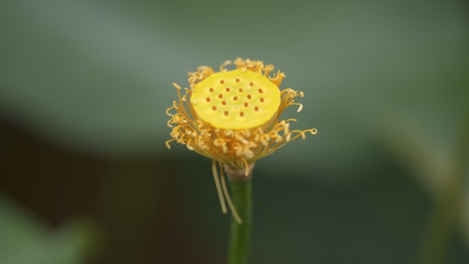 莲蓬 香莲 黄花