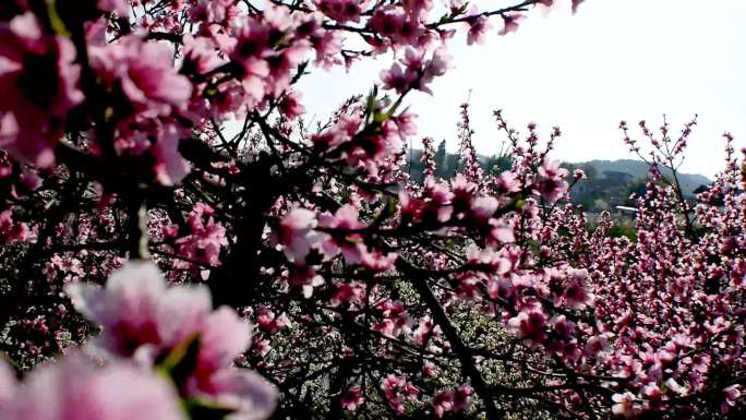 小村桃花