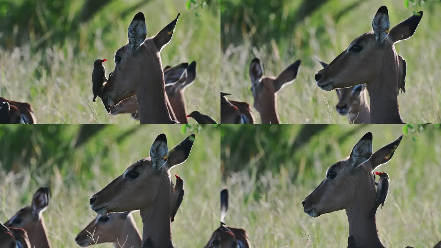 一群斑羚在野外吃草，红嘴啄牛鸟以它们为食