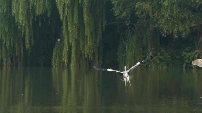 湿地保护白鹭起飞视频