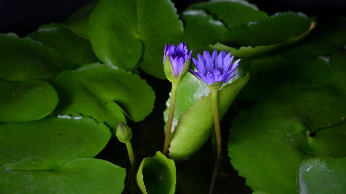 睡莲花在池塘中开放，含苞待放