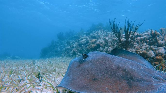 加勒比海南部黄貂鱼（Dasytis americana）-伯利兹堡礁/龙涎香礁