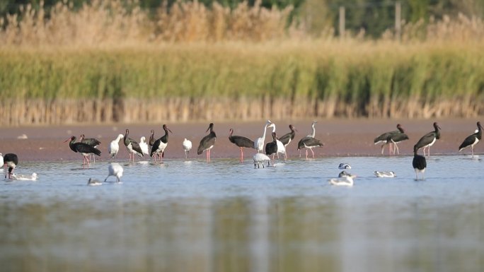 鸟类生态湿地保护