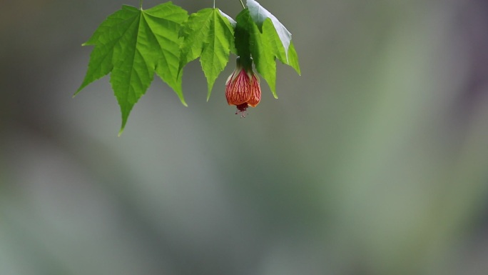 花鸟图