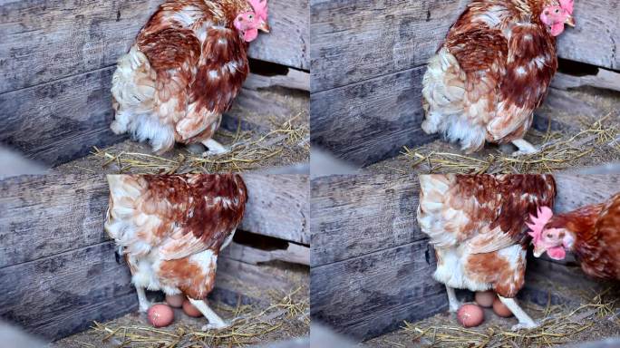 母鸡下蛋了下蛋干净动作