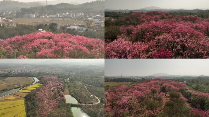 河源船塘黄沙木棉生态园 木棉花 航拍