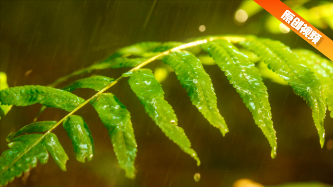 森林树林太阳雨