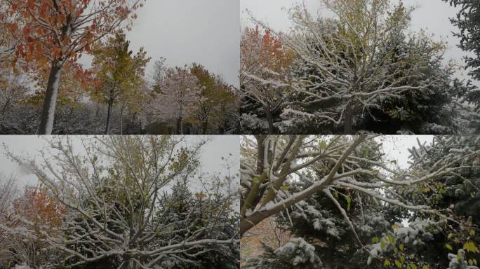 雪中彩叶随风飘