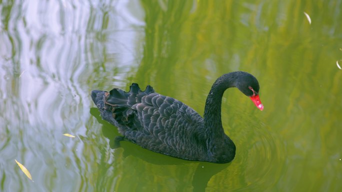 湖中黑天鹅保护动物生态环境