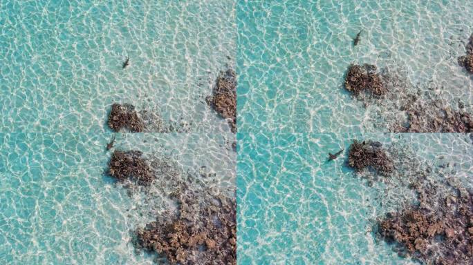 护士鲨在珊瑚礁周围游泳的无人机视图