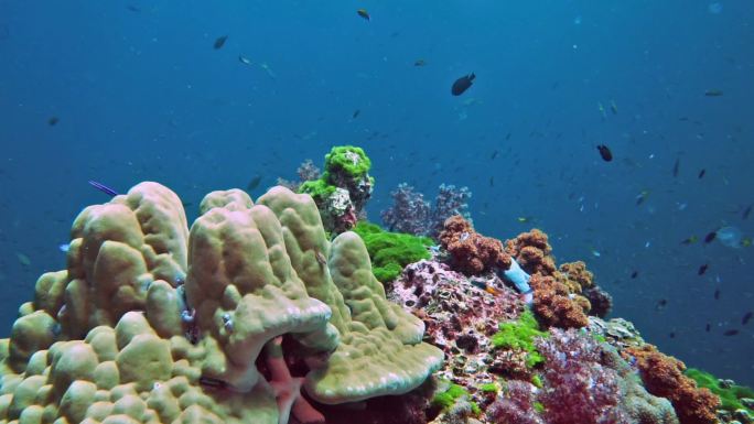 泰国Hin Deang，在红色Alcyonarian软珊瑚的原始珊瑚礁上的水肺潜水视角