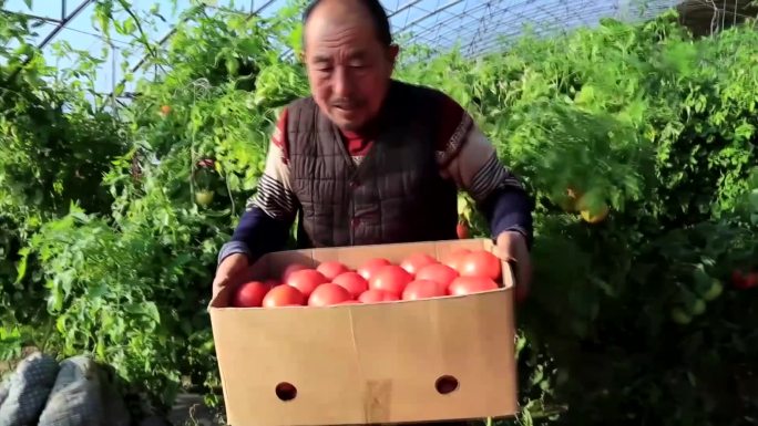 西红柿番茄大丰收