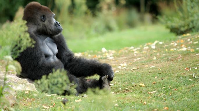 强壮的银背大猩猩黑猩猩