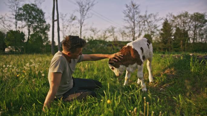 远景：农夫在长满蒲公英的草地上抚摸着一头小牛