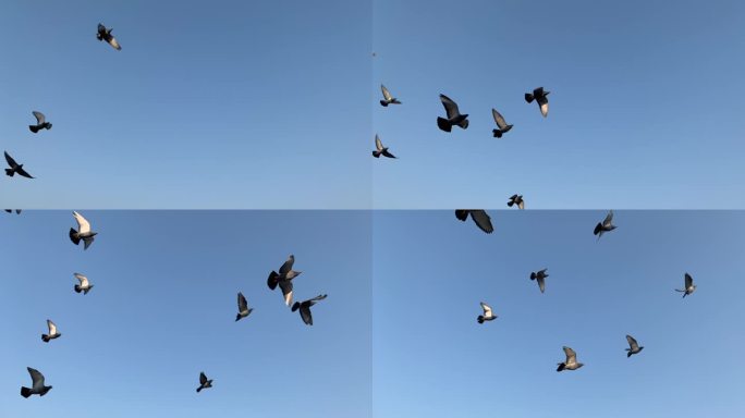 蓝天下 鸽子飞翔 升格