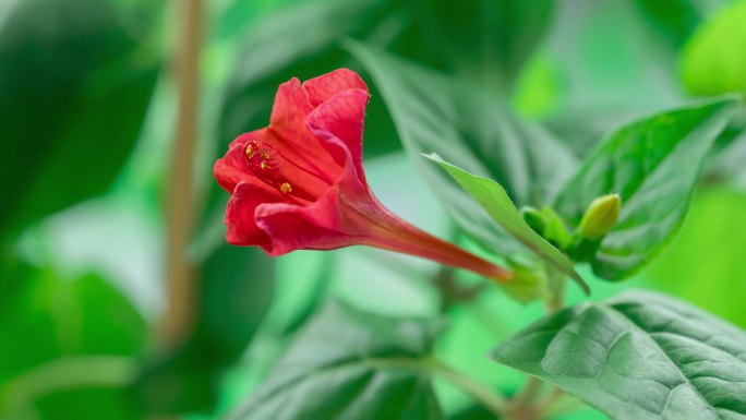 红色胭脂花延时视频