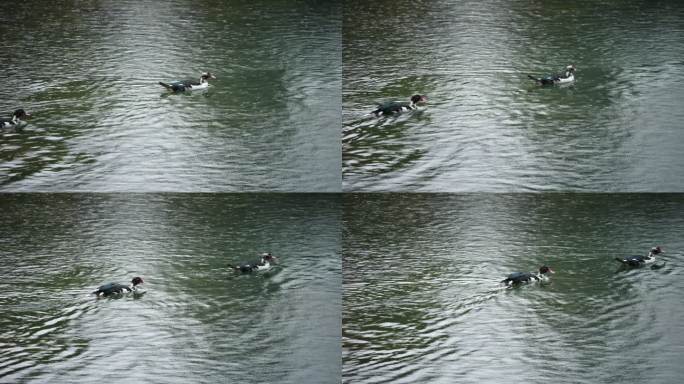 雨中水面 鸭子游泳