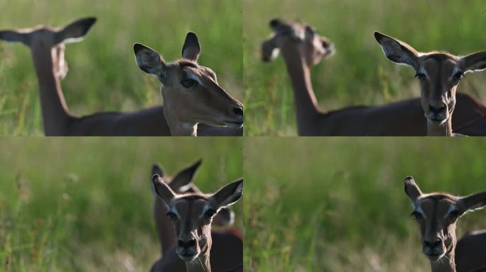 雌性斑羚在镜头前吃草