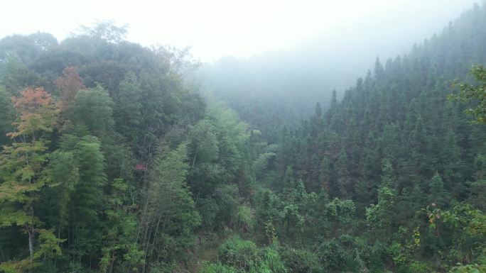 深山迷雾杉树种植林场