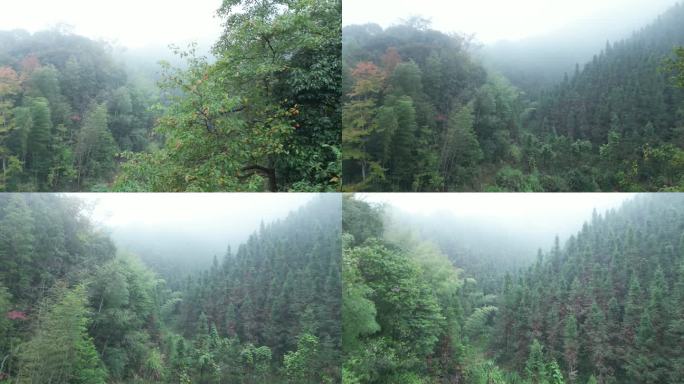 深山迷雾杉树种植林场