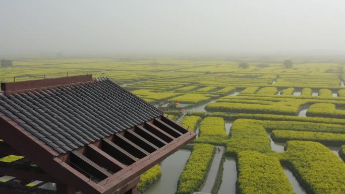 江苏兴化油菜花