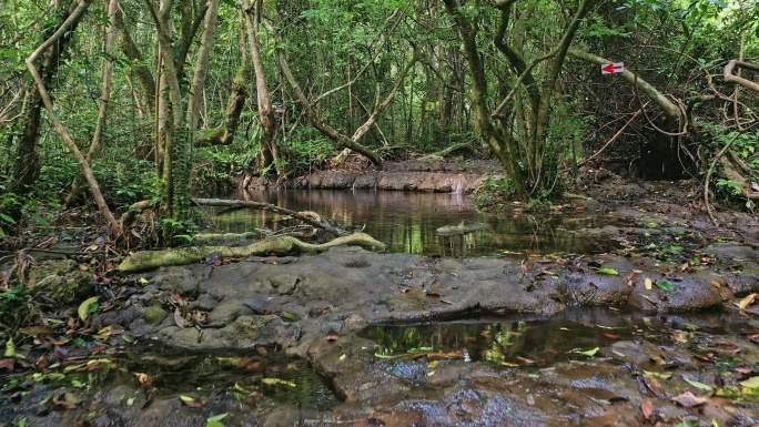 原始水上森林徙步穿越 航拍罗城水上相思林