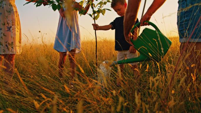 日落时分，SLO MO孩子们在草地中央种下一棵小树
