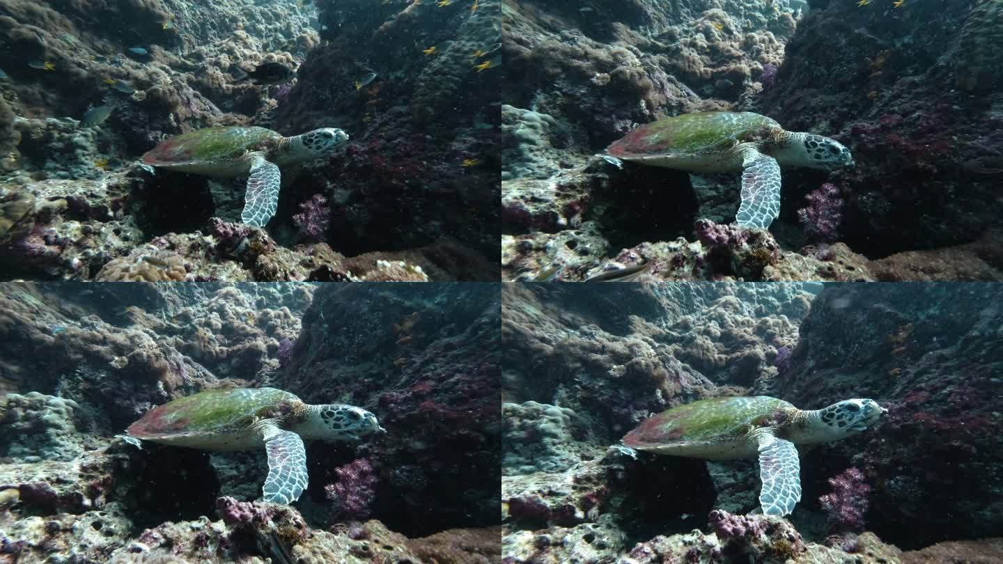 在水下珊瑚礁上休息的玳瑁海龟