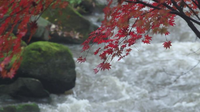 枫叶小溪