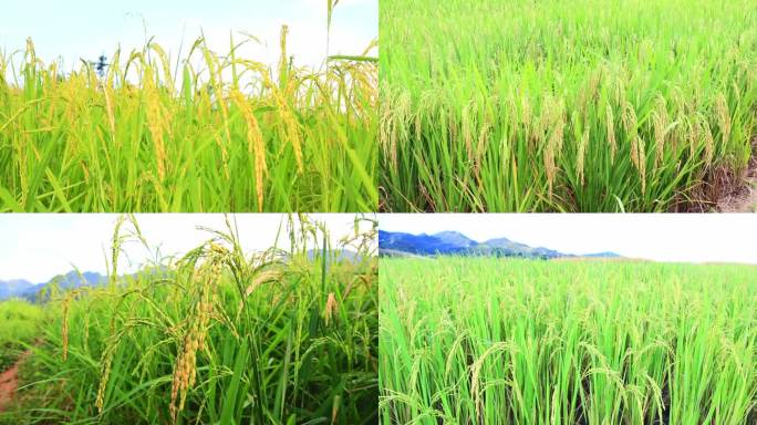 旱稻  水稻
