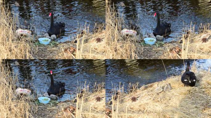 黑天鹅和它们的天鹅宝宝在湖里游泳
