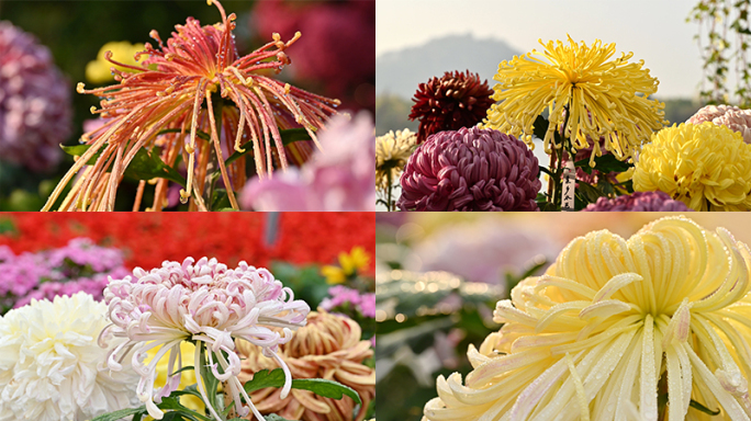 菊花 秋天金菊特写