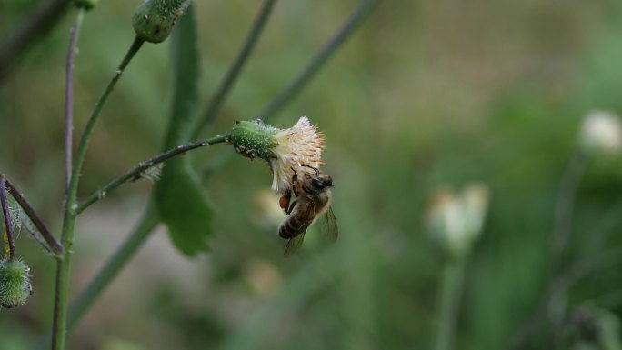 蜜蜂