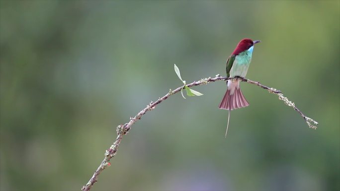 蓝喉蜂虎