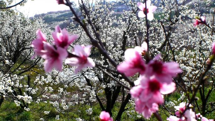 小村桃花