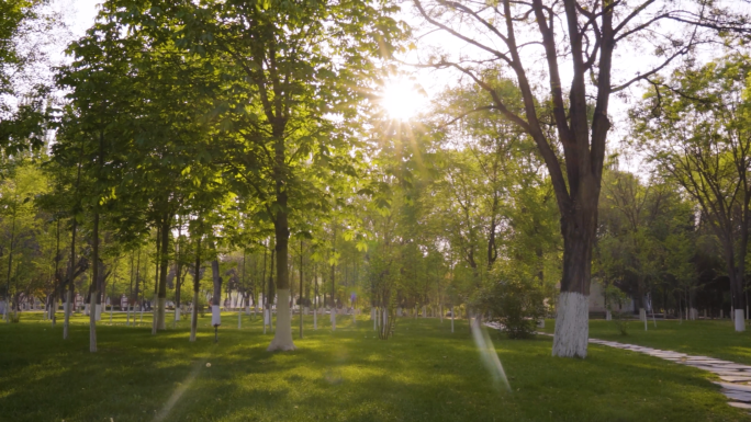 阳光树林 逆光树木