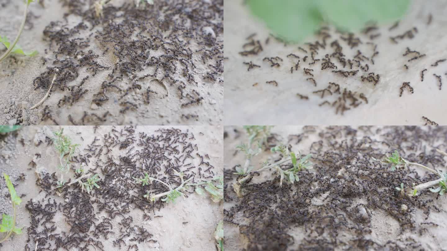 蚂蚁群 蚂蚁打架