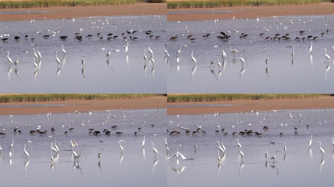 鸟类生态湿地保护