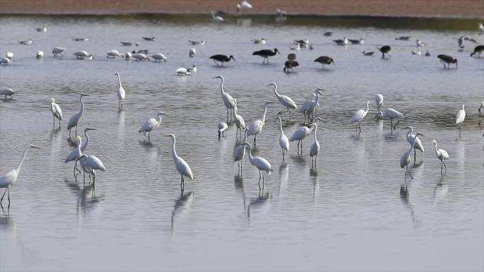 鸟类生态湿地保护